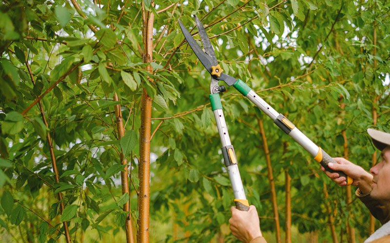 Tree trimming in Saranac Lake, NY