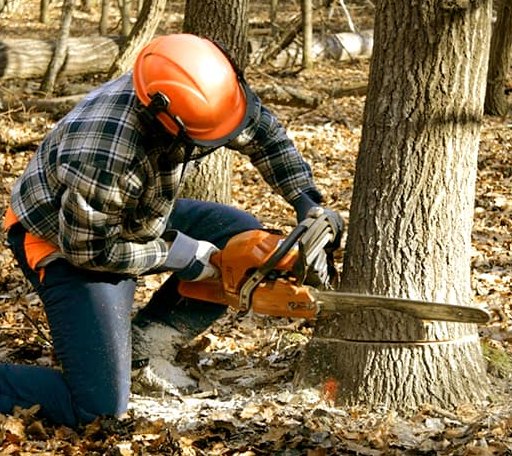 Tree Removal in Saranac Lake, NY